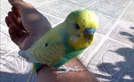 boala papagal vălurit, simptome și tratament cu fotografii și video (simptome) boala papagal Ondulat, simptome și tratament cu fotografii și video