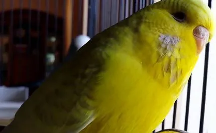 Boala Ondulat papagal, simptome și tratament cu fotografii și video (papagal) boala papagal Ondulat, simptome și tratament cu fotografii și video