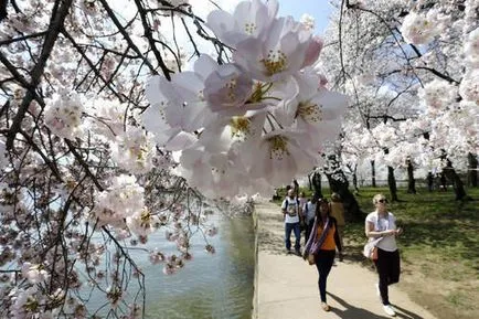 Cherry Blossom Timpul