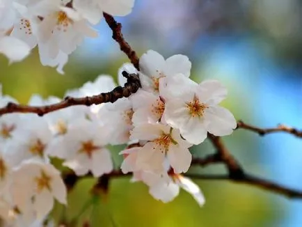 Cherry Blossom Timpul