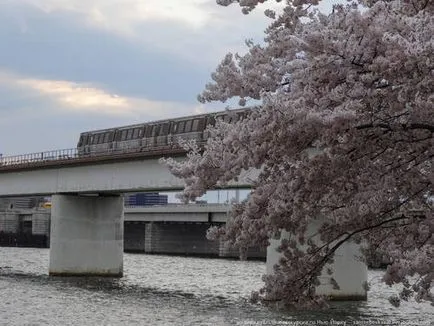 Cherry Blossom Timpul