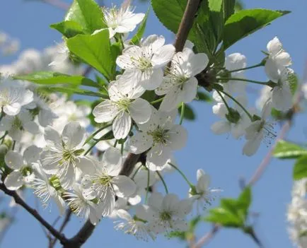 Cherry Blossom Timpul