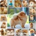 Caracter argumente pro și contra Pomeranian din rasa (foto)