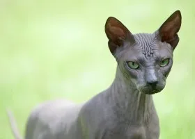 Caracteristici Sphynx rasa