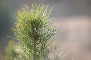 Pine ace proprietăți utile și rețete contraindicații și recenzii (proprietăți) Ace de pin proprietăți utile și rețete contraindicații și recenzii