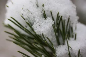 Pine ace rețete utile proprietăți și contraindicații și recenzii (pin) Ace de pin proprietăți utile și rețete contraindicații și recenzii