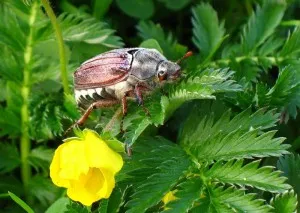 fenomene naturale în luna mai