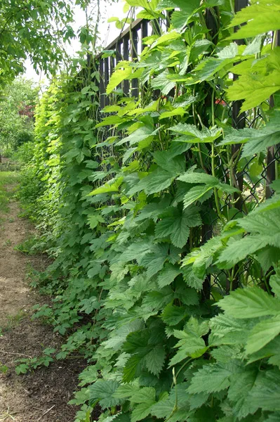 Hop pe site-ul este nu numai avantaje, dar și dezavantaje