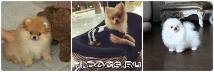 Caracter argumente pro și contra Pomeranian din rasa (foto)