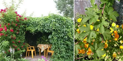 Hamei în grădină - cultivarea și îngrijirea
