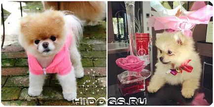 Caracter argumente pro și contra Pomeranian din rasa (foto)