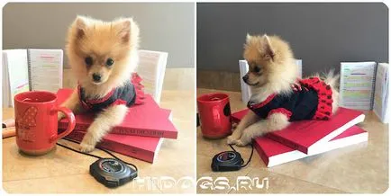 Caracter argumente pro și contra Pomeranian din rasa (foto)