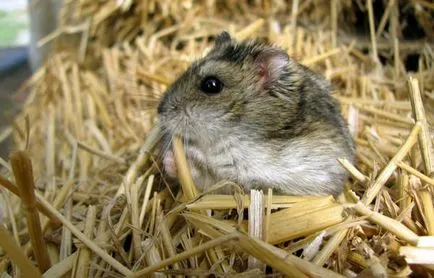 Hamsterii, hamsteri boală, deshidratare, diaree, simptome, semne, tratament, constipație, hrană uscată,