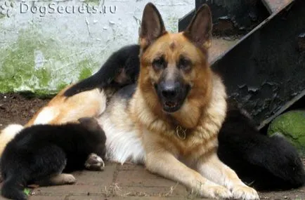 Câine imperechere mascul catea ciobanesc german