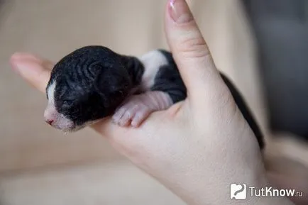 Caracteristici Sphynx rasa