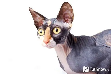Caracteristici Sphynx rasa