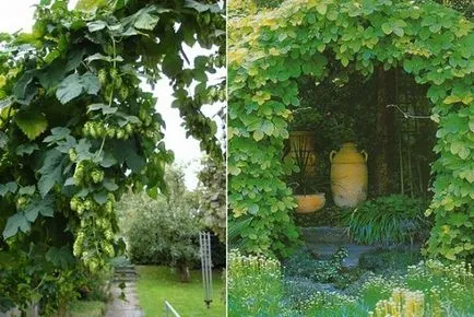 Hamei în grădină - cultivarea și îngrijirea