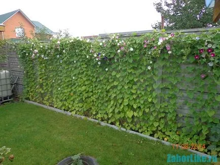 Curly plante cu creștere rapidă pentru gard