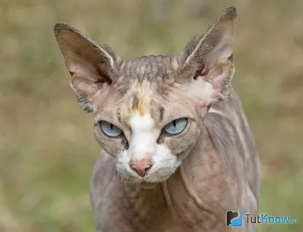 Caracteristici Sphynx rasa
