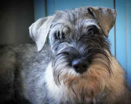 Caracteristic toate rasele de caini Schnauzer, caracteristicile lor și foto (câini) Caracteristic tot felul de rase de caini Schnauzer, caracteristici și fotografia lor