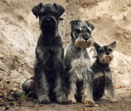Caracteristic toate rasele de caini Schnauzer, caracteristicile și fotografiile lor (toate) Caracteristic tot felul de rase de caini Schnauzer, caracteristici și fotografia lor