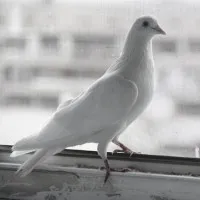Terenul de a câștiga la loterie 1