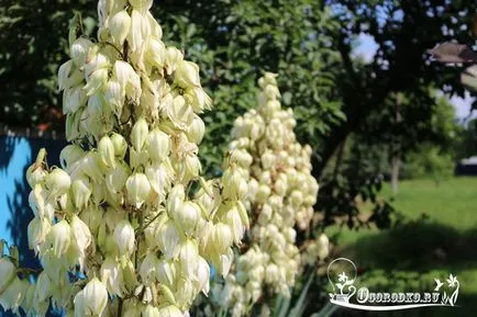 grădină Jukka - secretele de înflorire, reguli de plantare, îngrijire, cultură (de plantare) Jukka gradina - secretele de înflorire, plantare reguli, îngrijire, tăierea