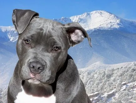 rase interzise de câini din România - Articol animale de companie, de selecție, de îngrijire și educație, catalog (rocă) rase interzise de câini din România - Articol animale de companie, de selecție, de îngrijire și educație director