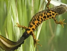 animale de companie triton