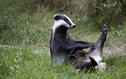bursuc Animal