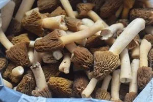 morels fri