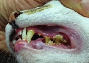 Dinți de pisici adulte ca vârste diferite lor, cum să aibă grijă de dinții la pisica, de ce animalul