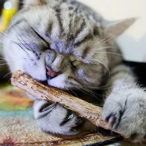 Dinți de pisici adulte ca vârste diferite lor, cum să aibă grijă de dinții la pisica, de ce animalul
