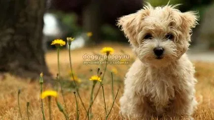 Înțeles poreclele dog - faună (mai multe porecle de valoare) Înțeles nicknames câini - Animal Kingdom