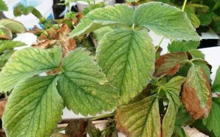 moduri Strawberry acarianul de ucidere și cât de periculos este (cum) moduri Strawberry acarianul de ucidere și cât de periculos este