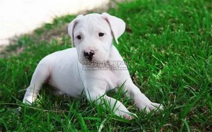 Înțeles poreclele dog - faună (mai multe porecle de valoare) Înțeles nicknames câini - Animal Kingdom