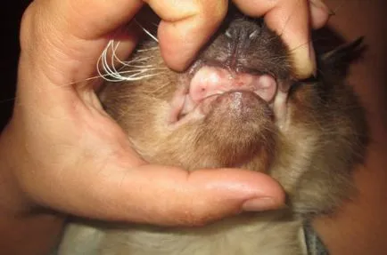 Dinți de pisici adulte ca vârste diferite lor, cum să aibă grijă de dinții la pisica, de ce animalul