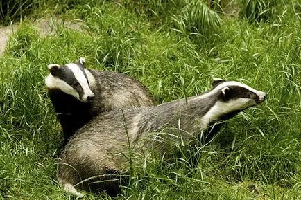 bursuc Animal