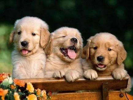 Înțeles poreclele dog - faună (mai multe porecle de valoare) Înțeles nicknames câini - Animal Kingdom