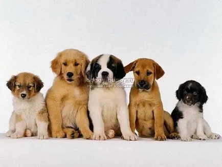 Înțeles porecle dog - lumea animală (cu o valoare de porecle pentru băieți Dog) Înțeles nicknames câini - Animal Kingdom