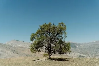 Dismenoree. Tratamentul dismenoreei cu remedii populare