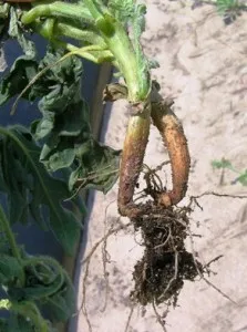 10 comune boli și dăunători pepene verde