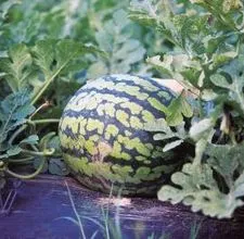 10 comune boli și dăunători pepene verde