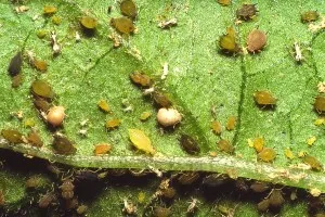 10 comune boli și dăunători pepene verde