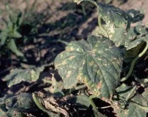 10 comune boli și dăunători pepene verde