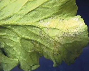 10 comune boli și dăunători pepene verde