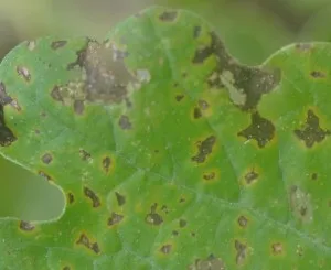 10 comune boli și dăunători pepene verde
