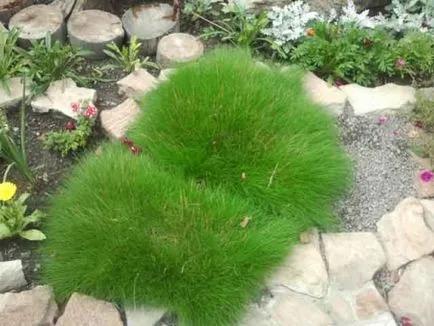 10 plante ideale pentru decorarea gradina