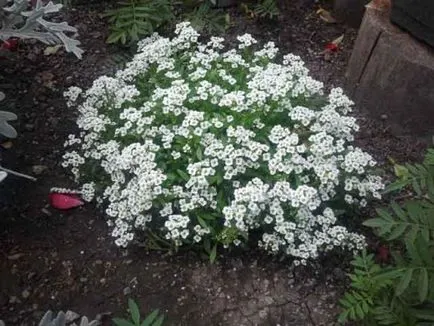 10 plante ideale pentru decorarea gradina