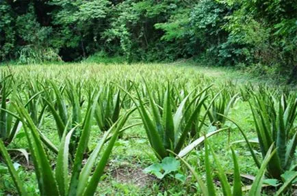13 cele mai utile plante din lume (excreția organismului de toxine) 13 cele mai utile plante din lume